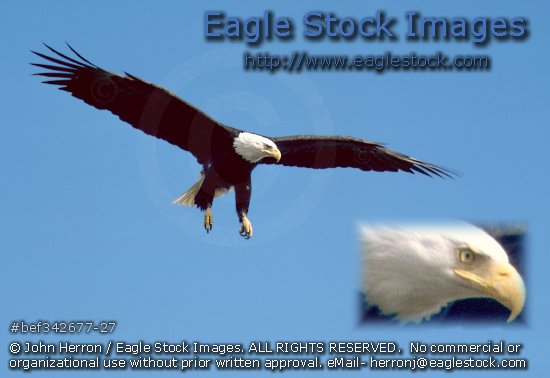 Stock photos of bald eagles. [#bef342677-27].   Eagle in-flight, soaring high!
